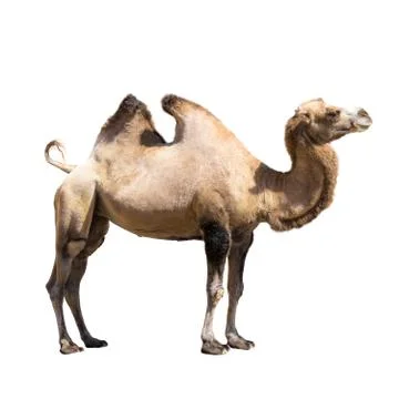 Camel Stock Photos