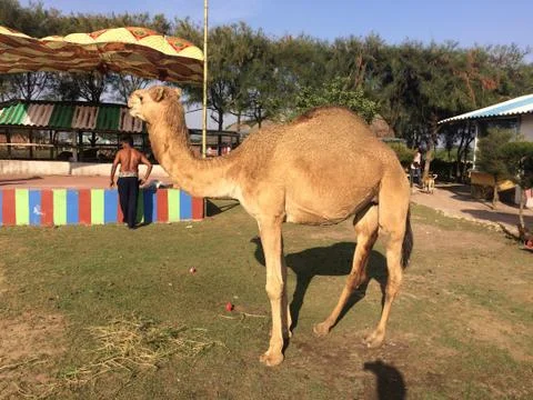 Camel Stock Photos
