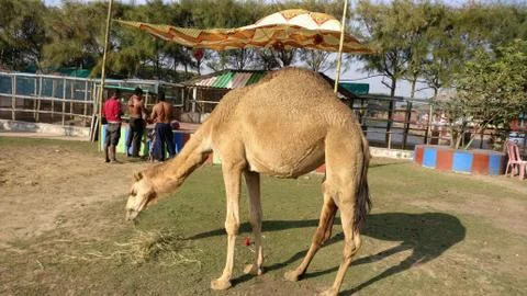 Camel Stock Photos