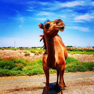 Camel Stock-Fotos