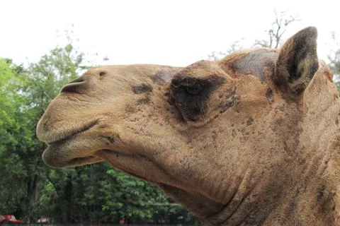 Camel Stock Photos