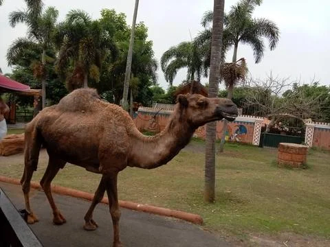 The Camel Stock Photos
