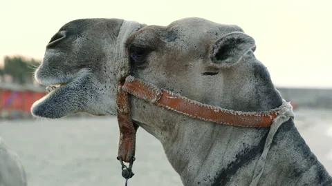 Camel. Portrait of a camel that stands on the beach. Egypt. Stock Footage 139717426