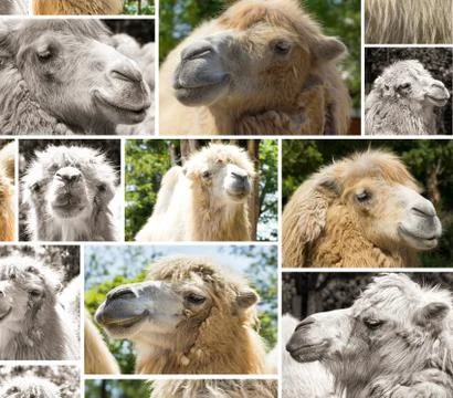 Camel portrait multishot collage Stock Photos