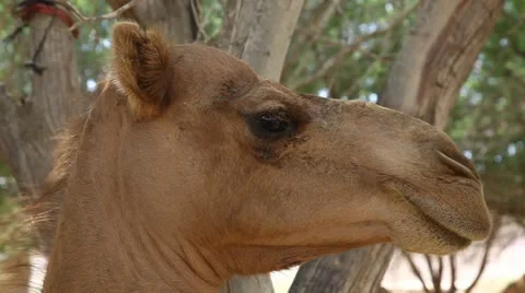 Camel portrait in oasis in the desert Видео 11849249