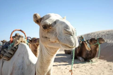 Camel portrait Stock Photos