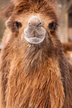 Camel portrait Stock Photos