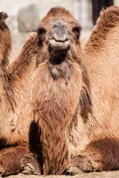 Camel portrait Stock Photos