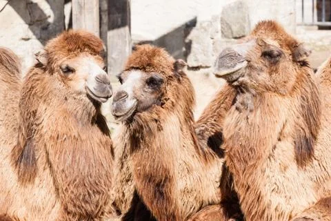 Camel portrait Stock Photos