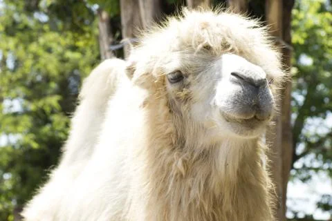 Camel portrait Stock Photos