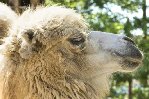 Camel portrait Stock Photos