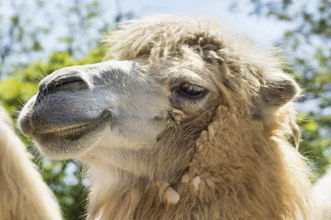Camel portrait Stock Photos