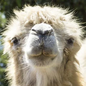 Camel portrait Stock Photos