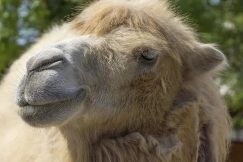 Camel portrait Stock-Fotos