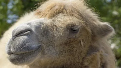 Camel portrait Stock Photos