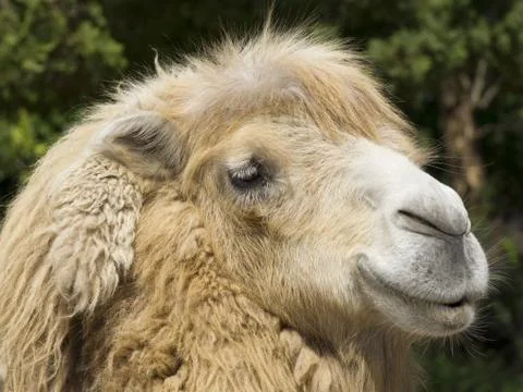 Camel portrait Stock Photos