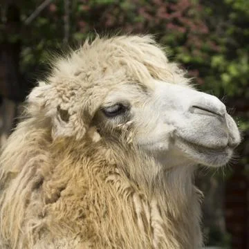 Camel portrait Stock Photos