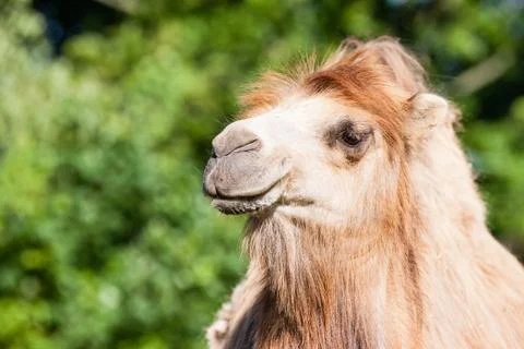 Camel portrait Stock Photos