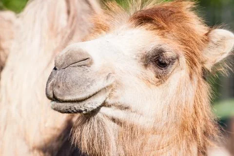 Camel portrait Stock Photos
