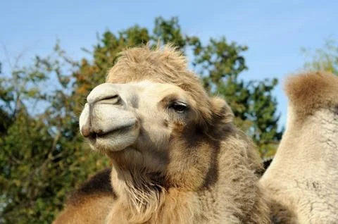 Camel portrait Stock Photos