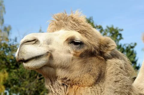 Camel portrait Stock Photos