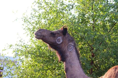 Camel portrait Stock Photos