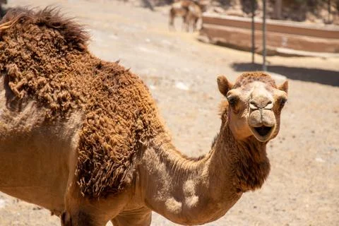 Camel Portrait Stock Photos
