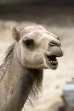Camel a portrait Stock Photos