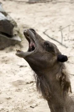 Camel a portrait Foto stock