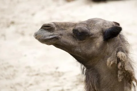 Camel a portrait Stock Photos