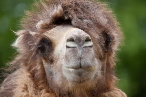 Camel Portrait Stock Photos