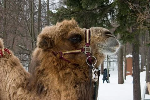 Camel Portrait in the winter forest Stock Photos