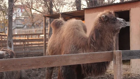 Camel Posing To The Camera In Captivity In Zoo Stock Footage 75038818