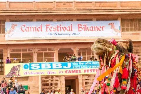 Camel procession Stock Photos