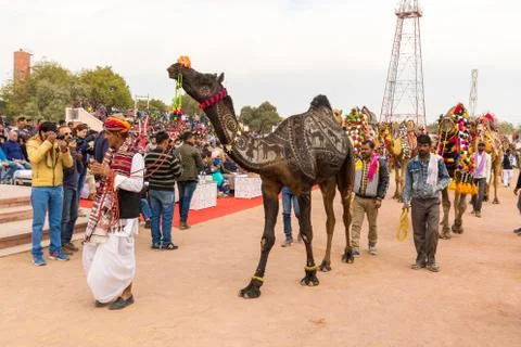 Camel procession Stock Photos
