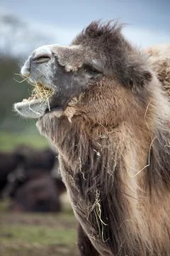 Camel Profile Stock Photos