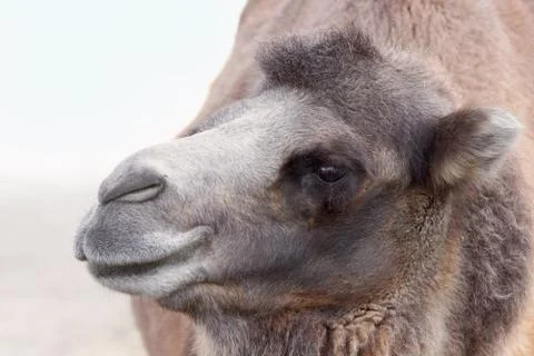 Camel profile portrait Stock Photos