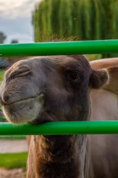 Camel in profile at the zoo Foto stock