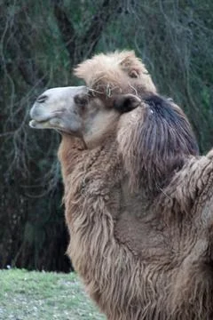 Camel Proud Stock Photos