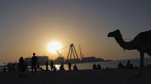 Camel on the public beach Stock Footage 75843080