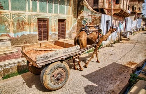 Camel pulling loads in Mandawa, Rajasthan Stock Photos