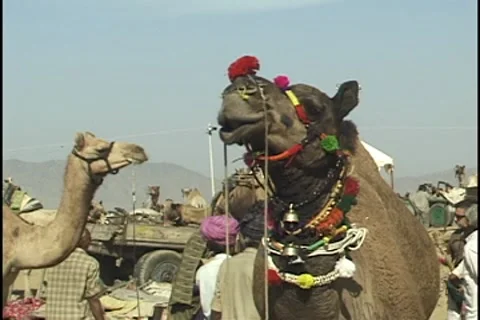 Camel at the Pushkar Camel Fair India Video stock 8600301