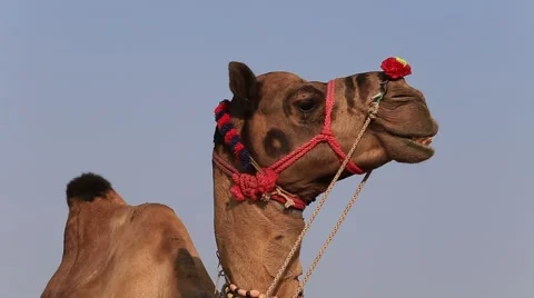 Camel at the Pushkar Fair , India Stock Footage 42955053