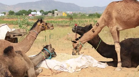 Camel at the Pushkar Fair , Pushkar Camel Mela in Rajasthan, India Stock Footage 43204550