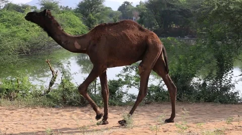 Camel at the Pushkar Fair ( Pushkar Camel Mela ) Rajasthan, India Stock Footage 47922896