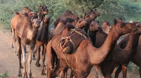 Camel at the Pushkar Fair ( Pushkar Camel Mela ) Rajasthan, India Stock Footage 57677592