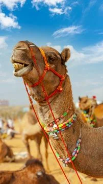 Camel at Pushkar Mel (Pushkar Camel Fair) in Pushkar, Rajasthan, India Stock Photos