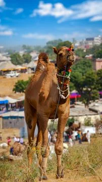 Camel at Pushkar Mel (Pushkar Camel Fair) in Pushkar, Rajasthan, India Stock Photos