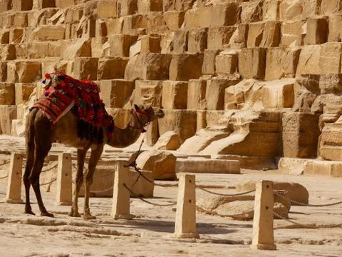 Camel at Pyramids, Egypt Stock Photos