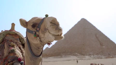 Camel at Pyramids Vídeos de archivo 171767512